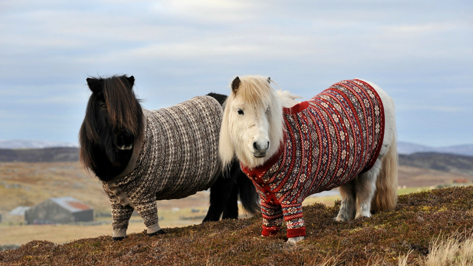 Das Shetland Ponies Wallpaper 1600x900