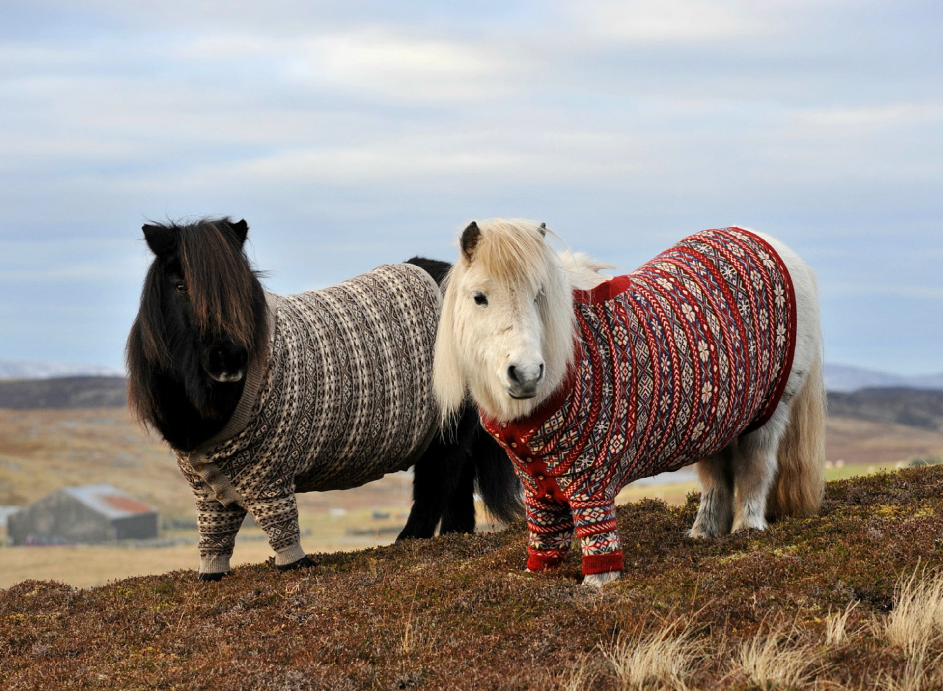 Sfondi Shetland Ponies 1920x1408