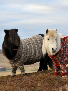 Fondo de pantalla Shetland Ponies 240x320