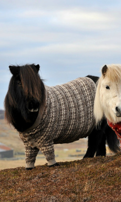 Fondo de pantalla Shetland Ponies 240x400