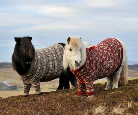Fondo de pantalla Shetland Ponies 480x400