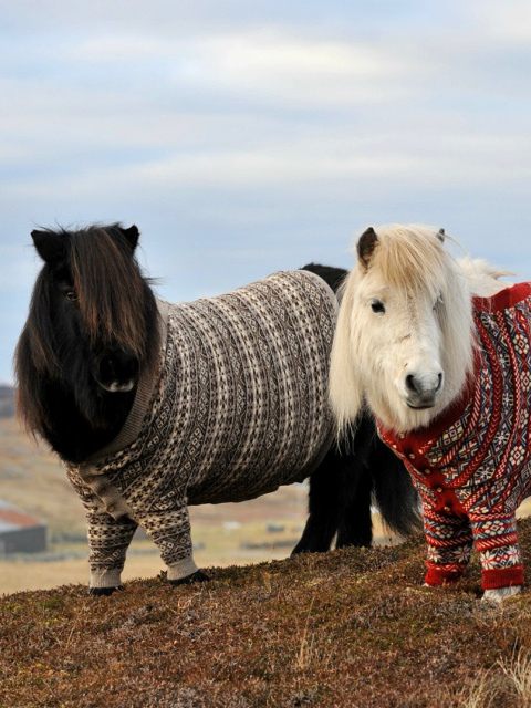 Shetland Ponies wallpaper 480x640