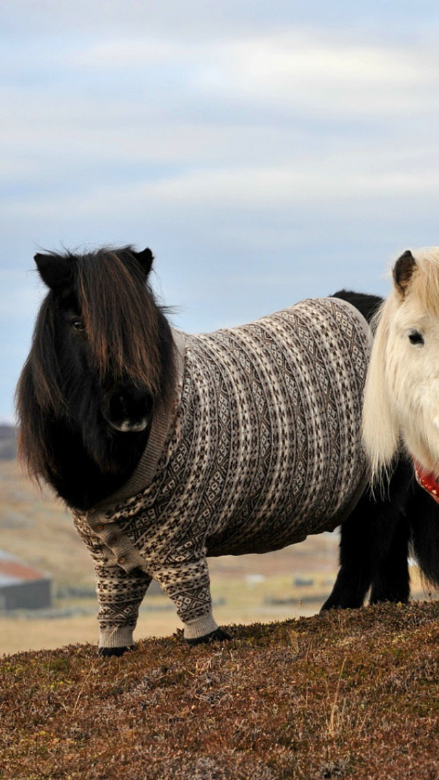 Shetland Ponies wallpaper 640x1136