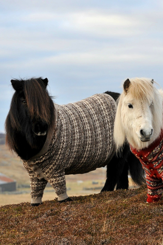 Обои Shetland Ponies 640x960