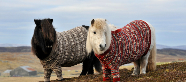 Fondo de pantalla Shetland Ponies 720x320
