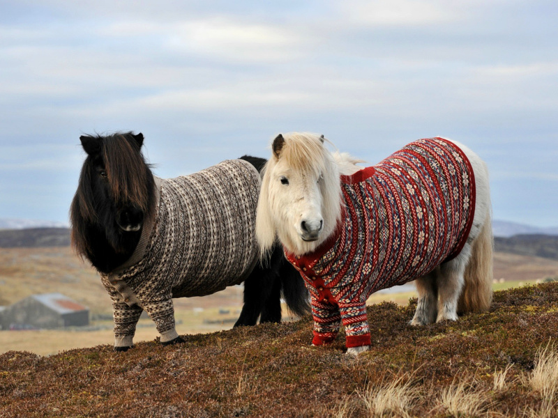 Fondo de pantalla Shetland Ponies 800x600