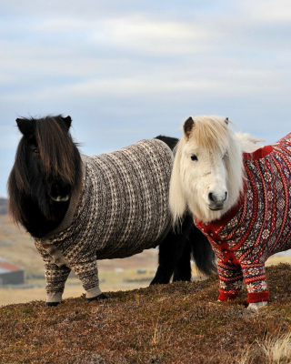 Shetland Ponies - Obrázkek zdarma pro Nokia X2-02