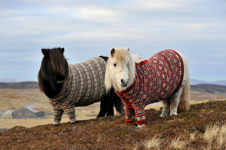 Sfondi Shetland Ponies
