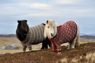 Shetland Ponies - Obrázkek zdarma pro 1600x1280