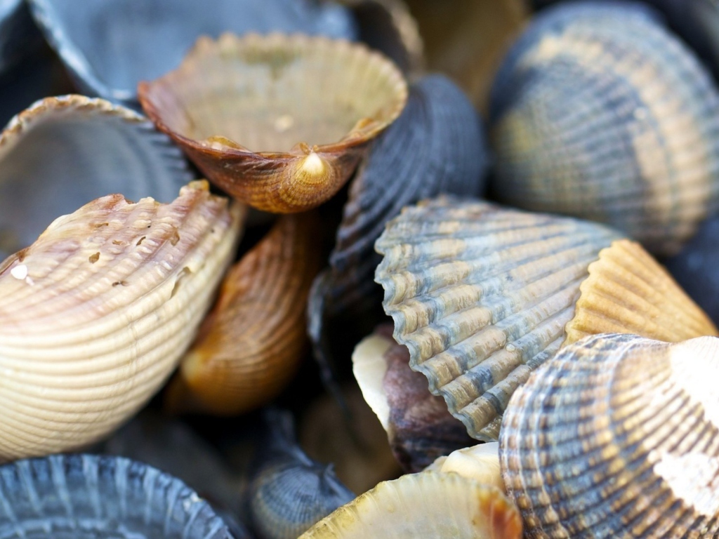 Das Macro Shells Wallpaper 1024x768