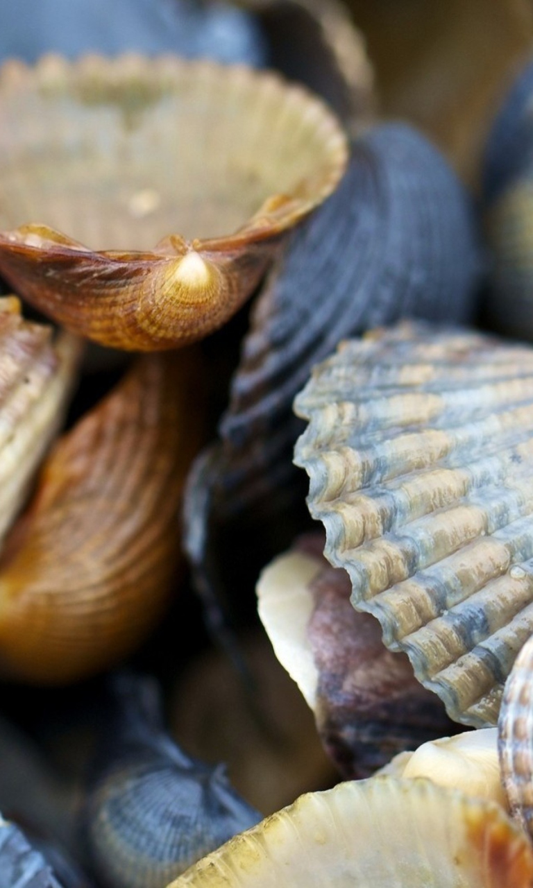 Macro Shells wallpaper 768x1280