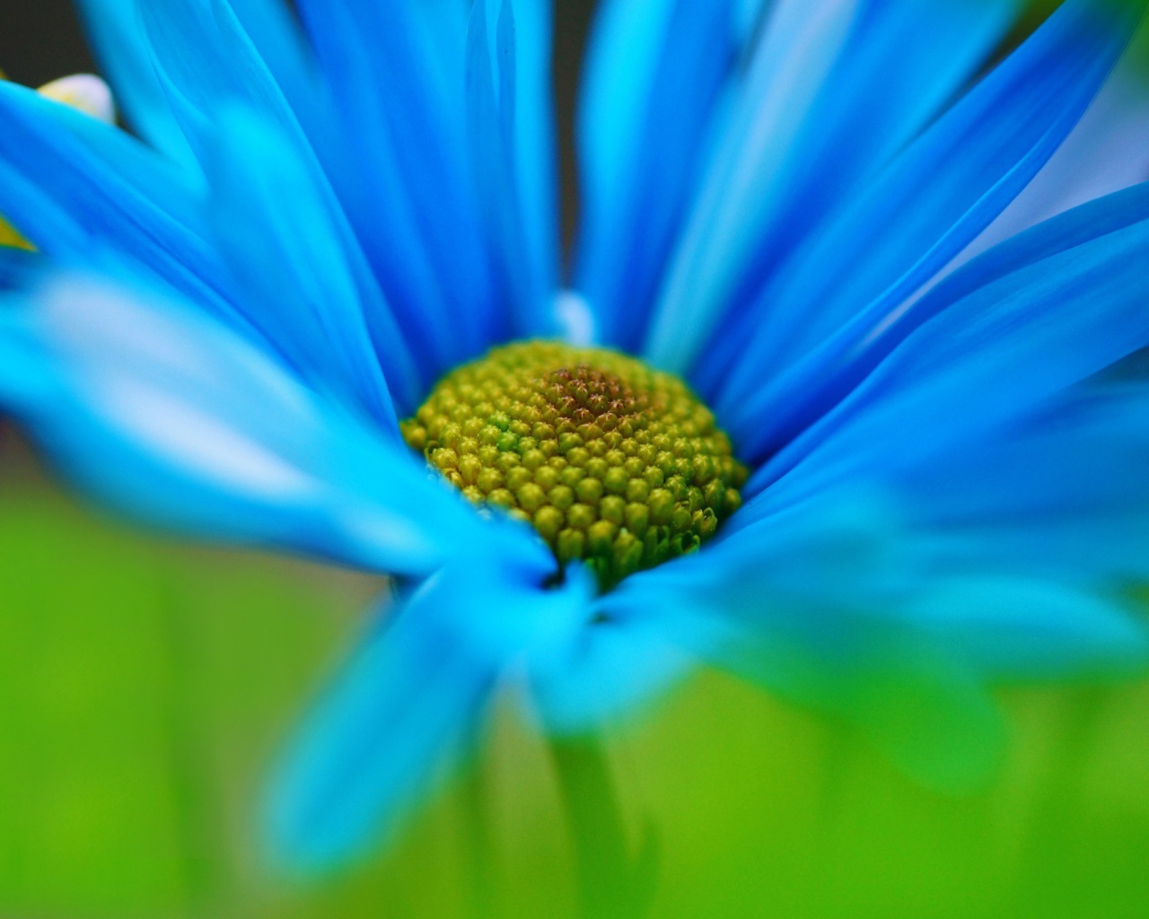 Screenshot №1 pro téma Macro Blue Flower 1280x1024