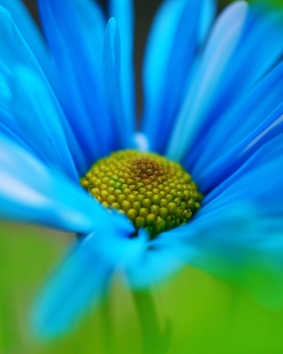 Macro Blue Flower - Obrázkek zdarma pro 176x220