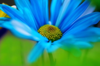 Free Macro Blue Flower Picture for Android, iPhone and iPad