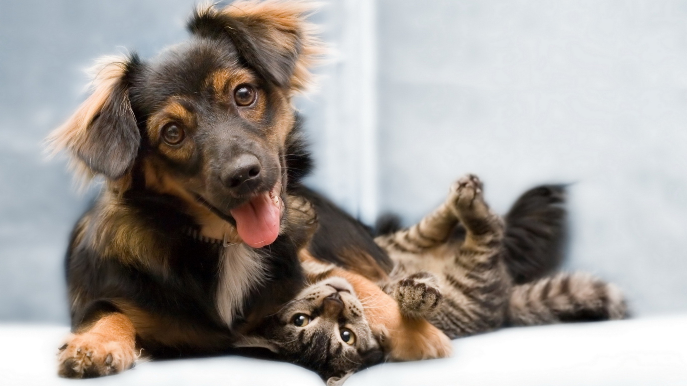 Dog and Cat screenshot #1 1366x768