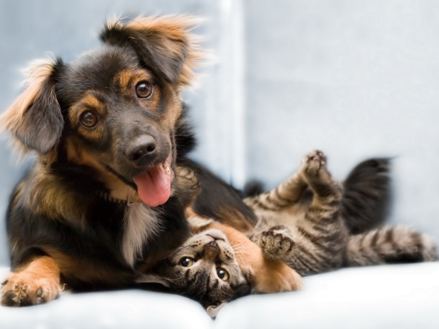 Dog and Cat wallpaper 640x480