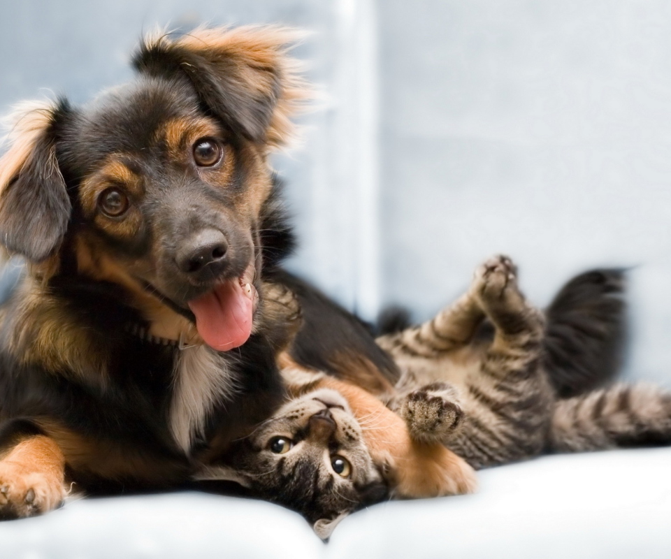 Dog and Cat wallpaper 960x800