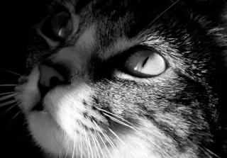 Cat - Obrázkek zdarma pro Sony Xperia C3