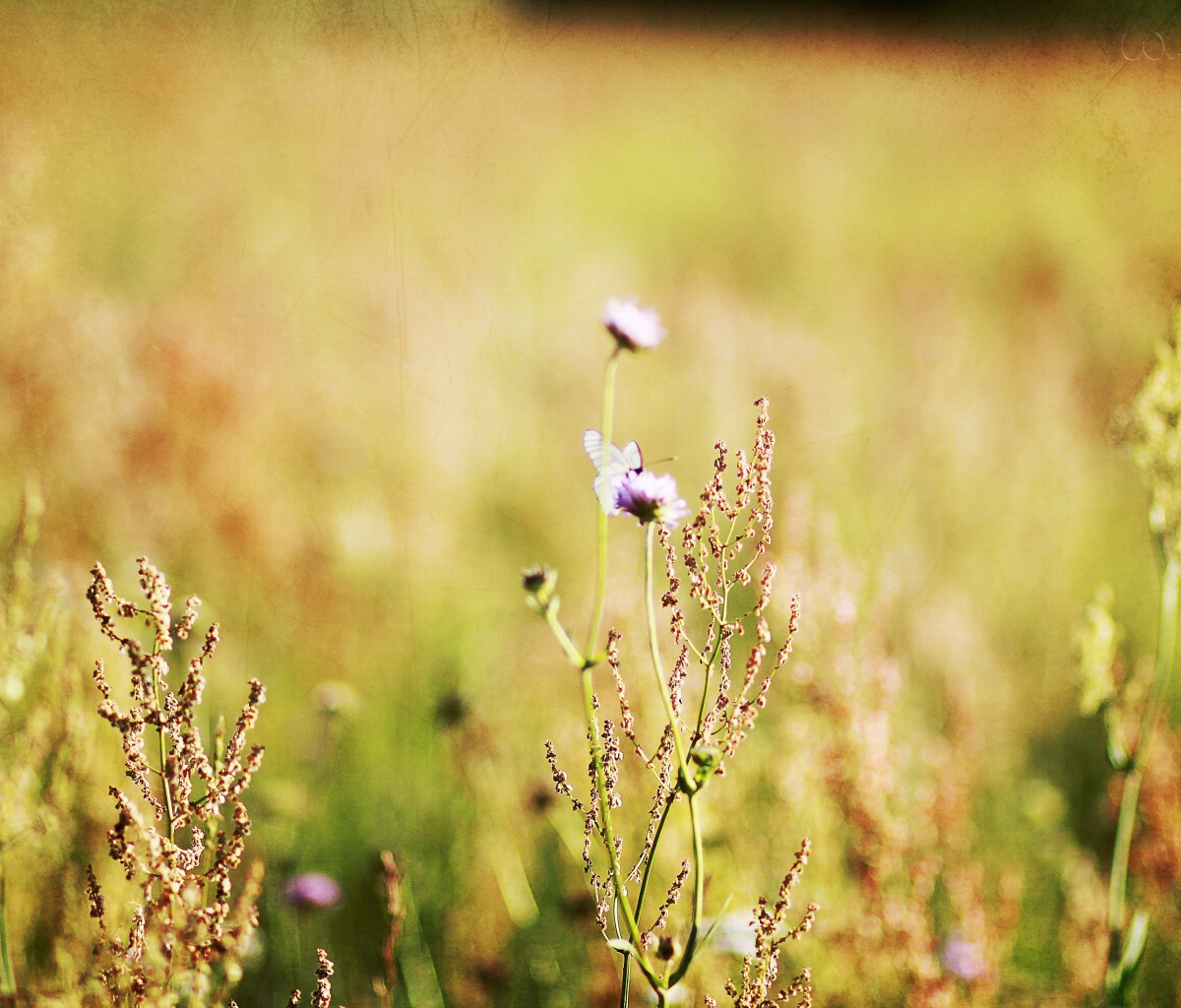 Screenshot №1 pro téma Wildflowers Macro 1200x1024