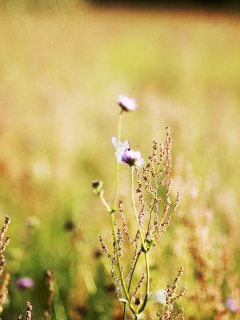 Das Wildflowers Macro Wallpaper 240x320