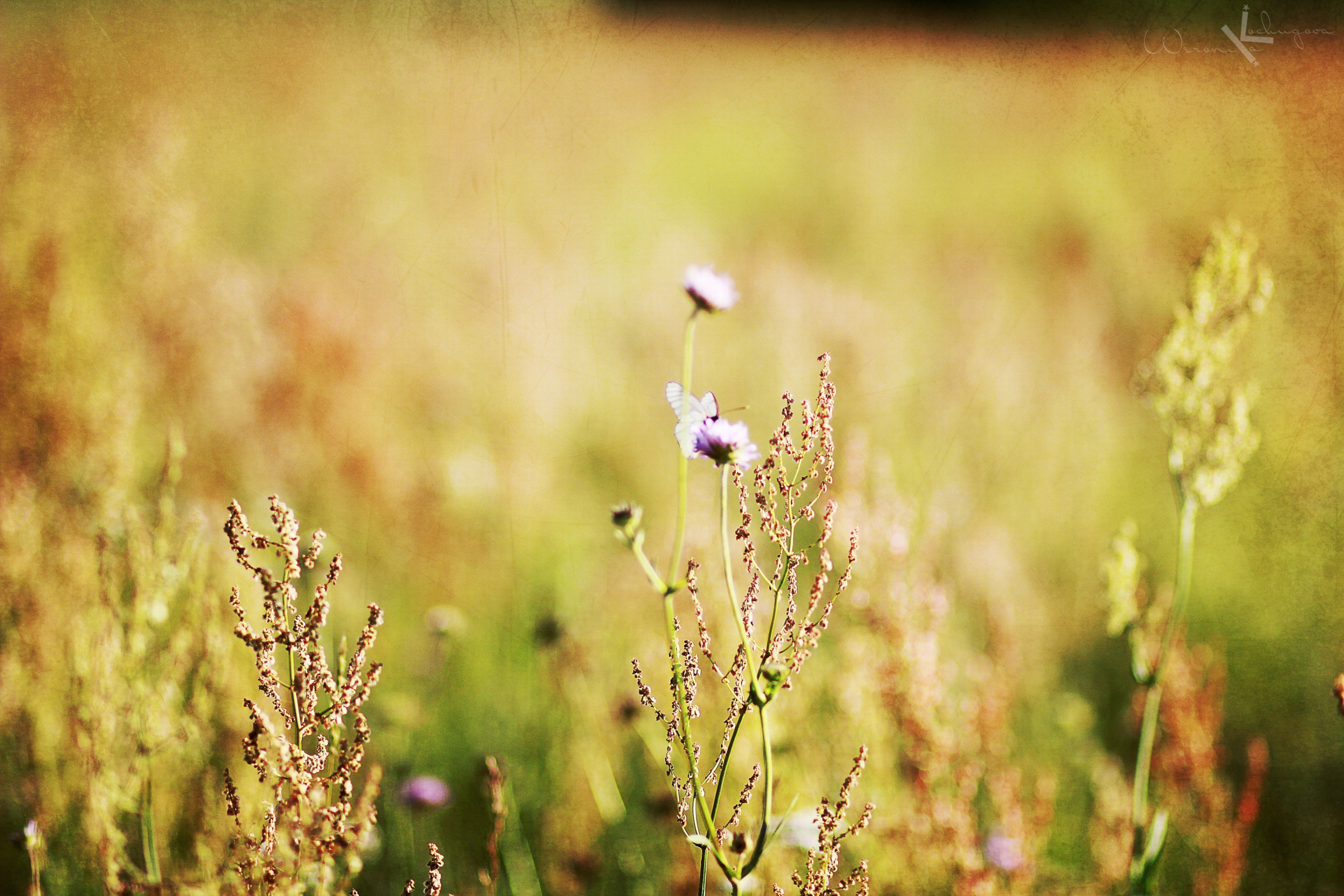 Wildflowers Macro wallpaper 2880x1920