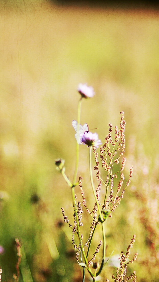 Das Wildflowers Macro Wallpaper 640x1136