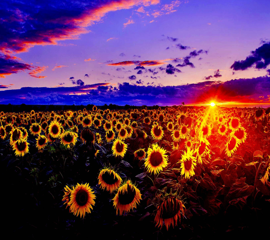 Das Sunflowers Wallpaper 1080x960