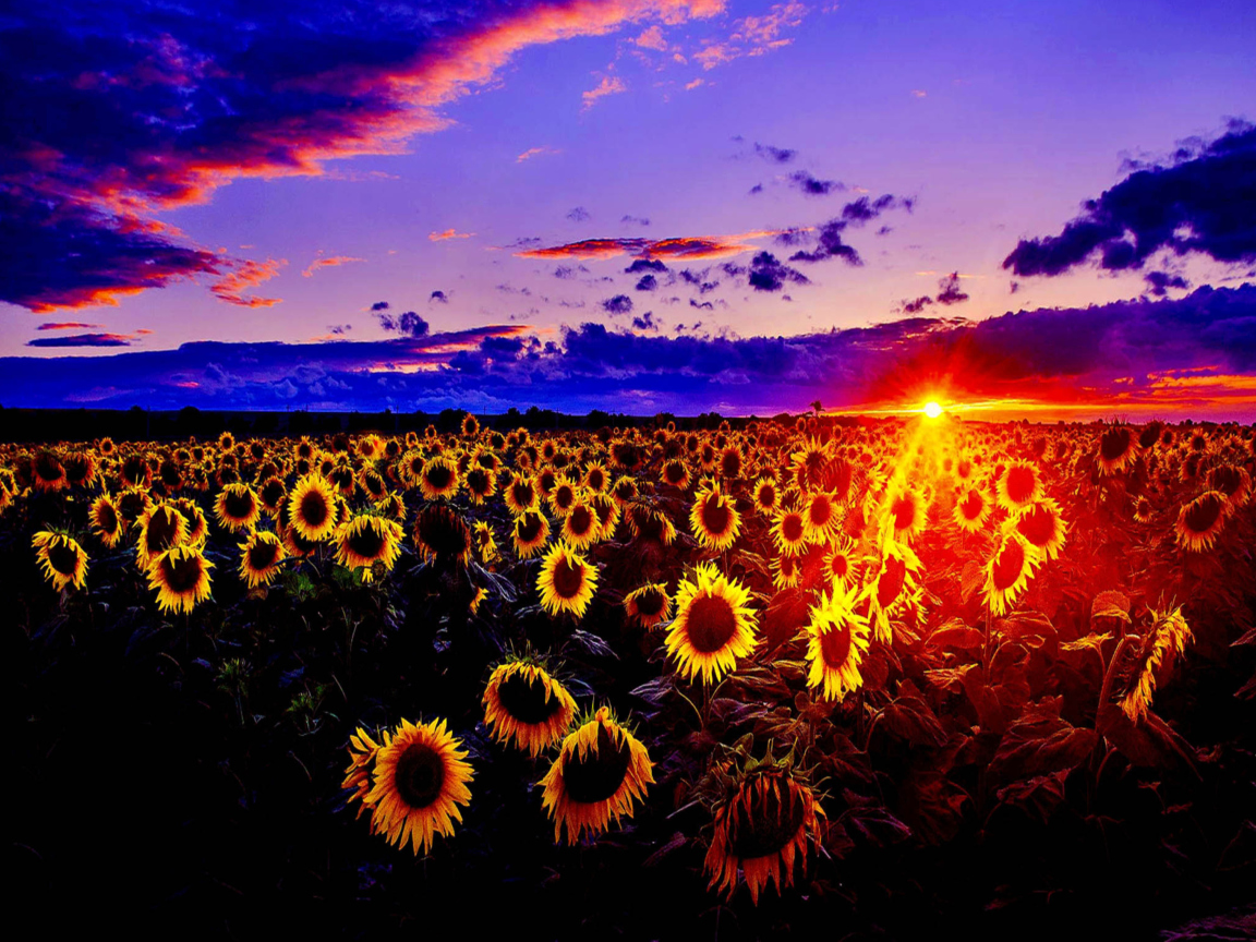 Fondo de pantalla Sunflowers 1152x864