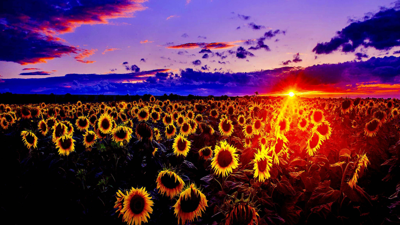 Screenshot №1 pro téma Sunflowers 1366x768