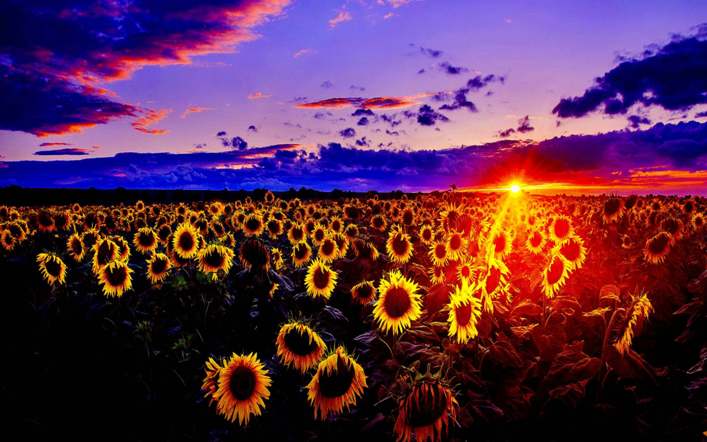 Screenshot №1 pro téma Sunflowers 1440x900
