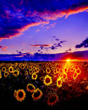 Sunflowers wallpaper 176x220