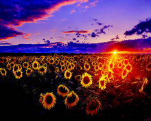 Sunflowers wallpaper 220x176