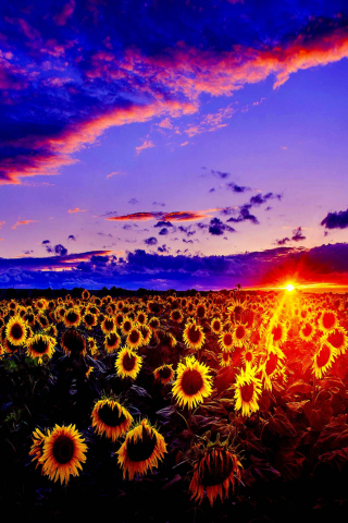 Fondo de pantalla Sunflowers 320x480