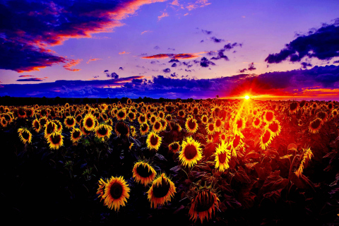 Screenshot №1 pro téma Sunflowers 480x320