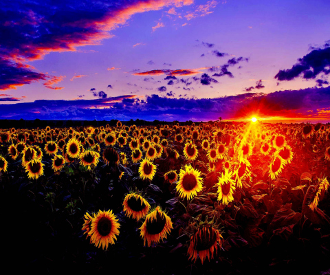 Screenshot №1 pro téma Sunflowers 480x400