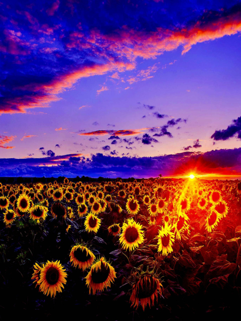 Das Sunflowers Wallpaper 480x640