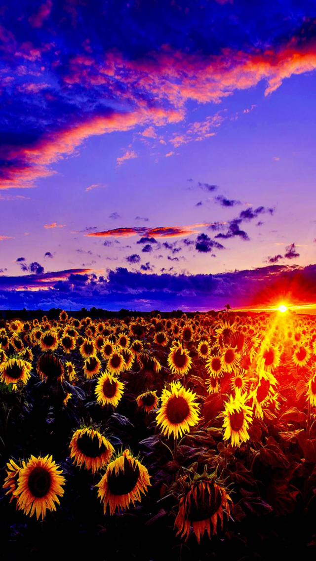Обои Sunflowers 640x1136