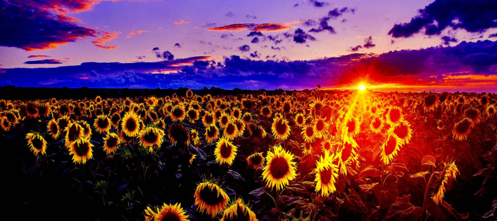 Screenshot №1 pro téma Sunflowers 720x320