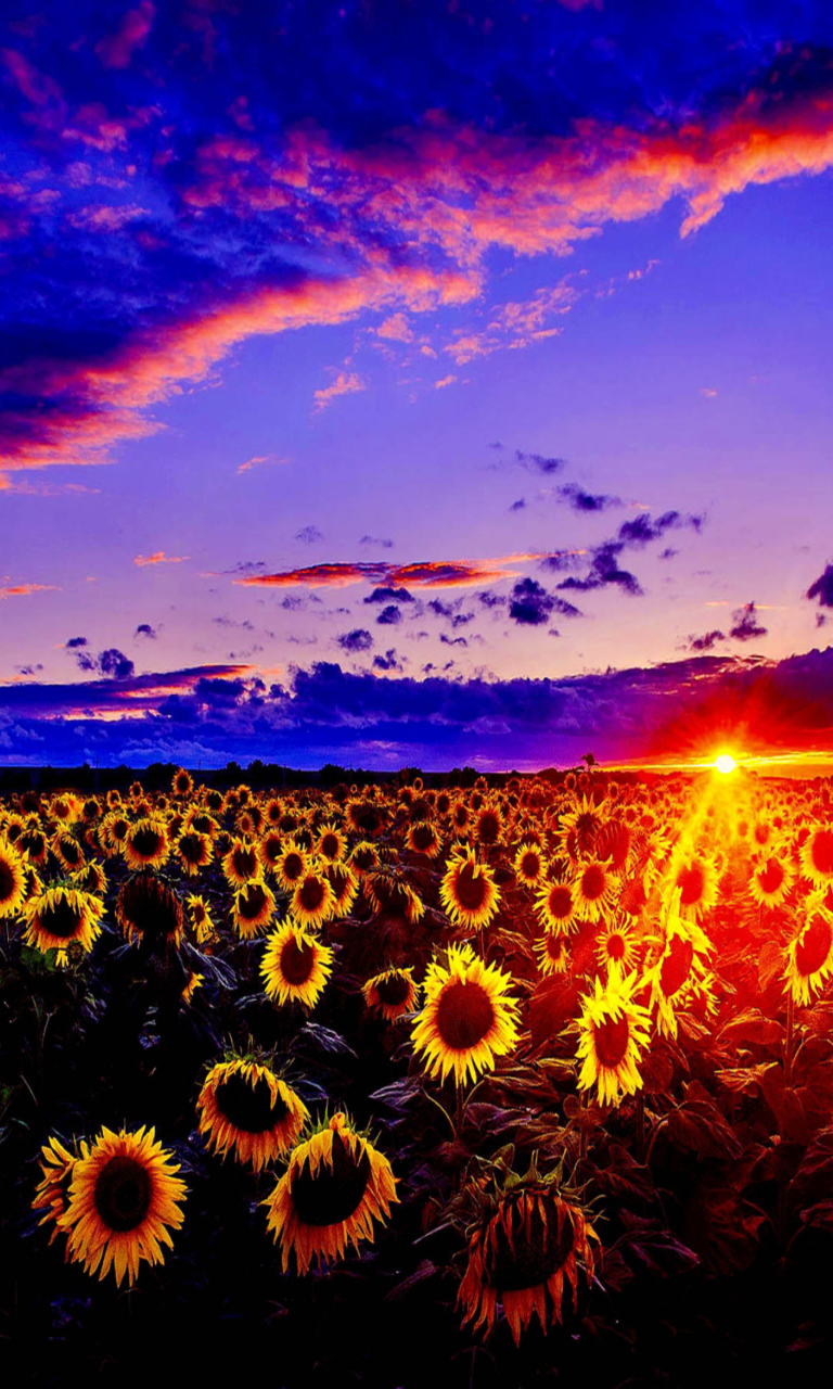 Fondo de pantalla Sunflowers 768x1280