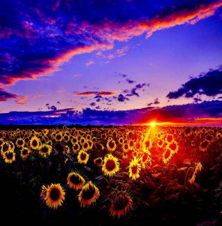 Sunflowers - Obrázkek zdarma pro iPad 3