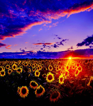 Sunflowers - Obrázkek zdarma pro 132x176
