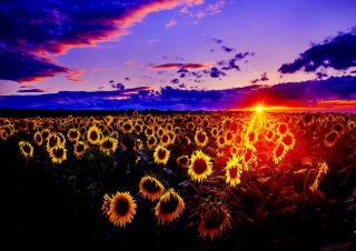 Free Sunflowers Picture for Android, iPhone and iPad