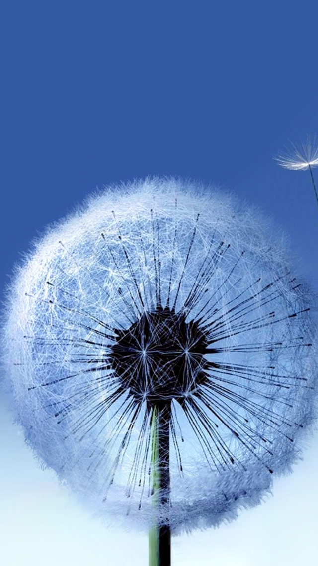 Blowball wallpaper 640x1136