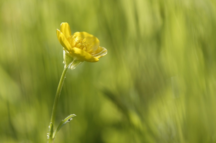 Fondo de pantalla Yellow Flower