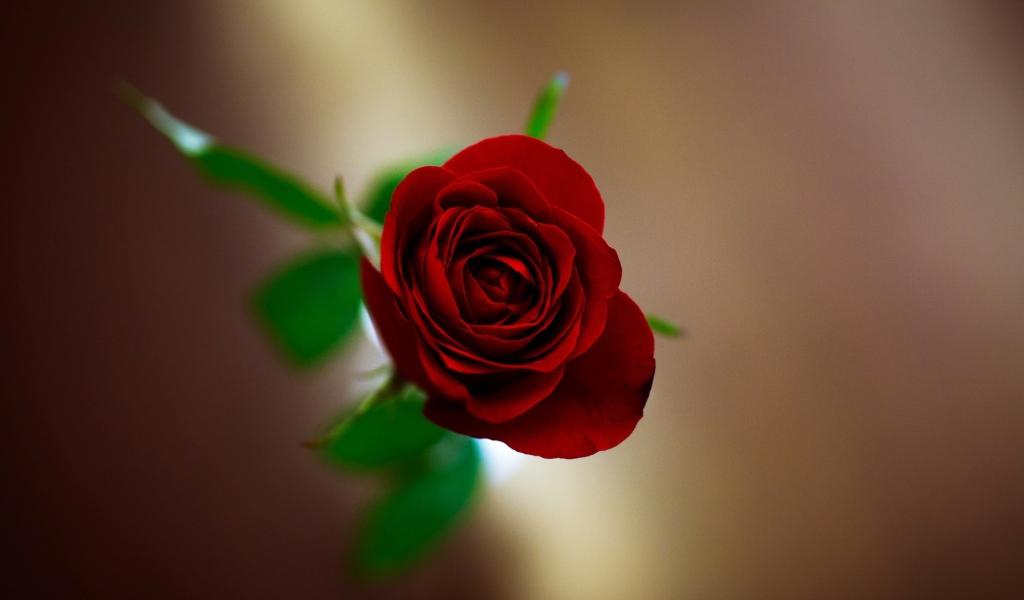 Обои Red Rose 1024x600