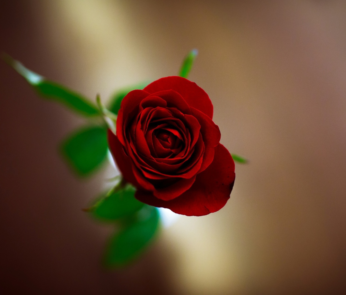 Обои Red Rose 1200x1024