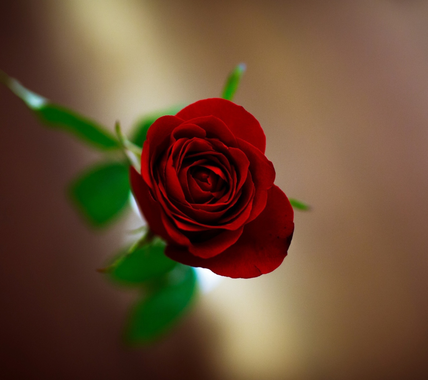 Sfondi Red Rose 1440x1280