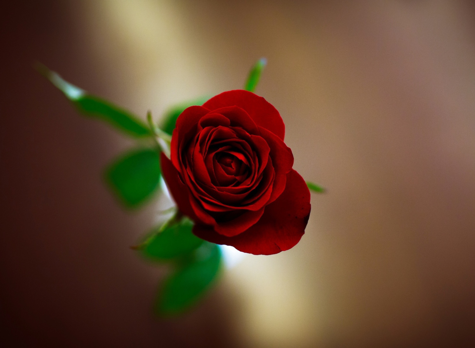 Screenshot №1 pro téma Red Rose 1920x1408