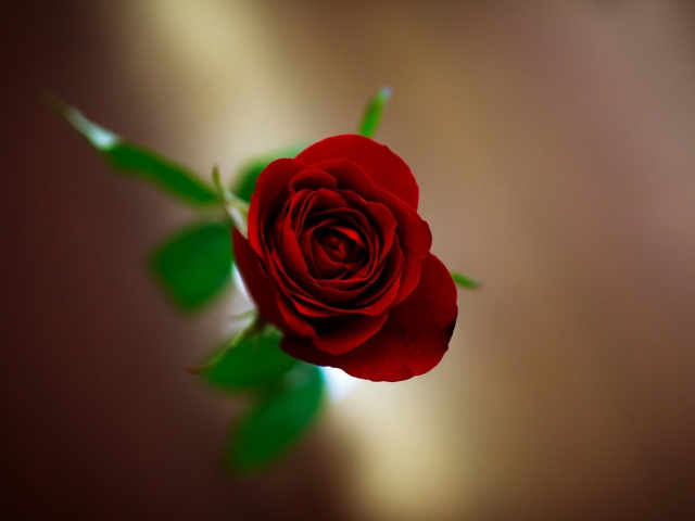 Red Rose screenshot #1 640x480