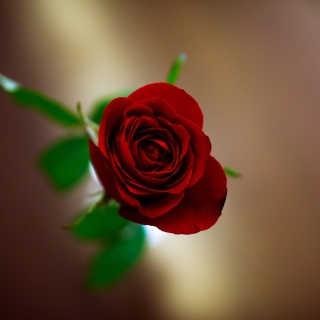 Red Rose - Obrázkek zdarma pro 1024x1024